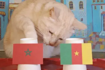 الخرافة وكأس الأمم الإفريقية في المغرب: بين التوقعات والواقع
