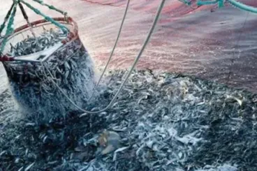 Russia opens applications for pelagic fishing quotas in Moroccan waters