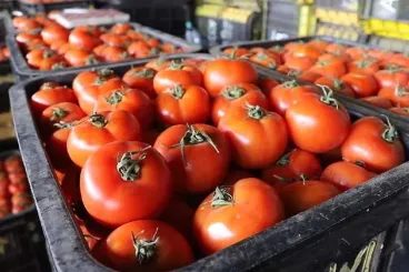Tomato prices in Europe soar to record highs due to Morocco export restrictions