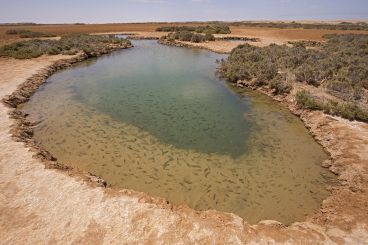 Nomad #109: La sebkha de Imlil, un extraño legado tropical en medio del desierto