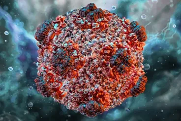 Is Morocco at risk of Hantavirus infection?