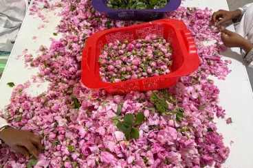 Hafsa Chakibi's journey from Casablanca to the Valley of Roses crafting eco-friendly perfumes