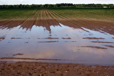 Agriculture  au Maroc : La Banque mondiale prévoit une reprise après les pluies