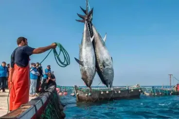 EU greenlights negotiations for new fisheries agreement with Morocco