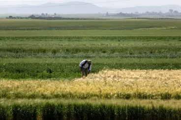 Biodiversité : Les espèces invasives coûtent au Maroc jusqu'à 5 milliards de dollars par an
