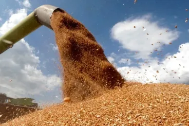 Morocco to suspend soft wheat imports as harvest rebounds