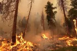 Alerte incendies de forêt au Maroc : risque extrême du 27 juin au 4 juillet 2025