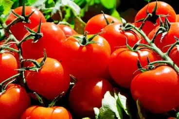 Morocco ranks third worldwide in tomato exports in 2025