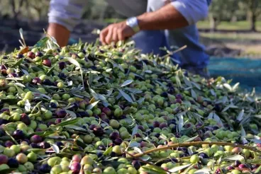 Morocco olive oil exports to Spain triple as market share surges