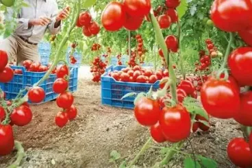 Moroccan tomato producers challenge disinformation and defend EU market position