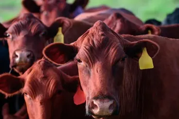 Bovinos domésticos: Un proyecto de decreto suspende el derecho de importación