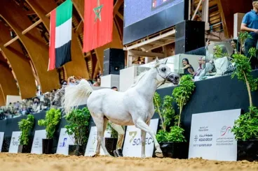 The Moroccan Arabian thoroughbred shines at the Emirates Arabian Horse Global Cup 2026