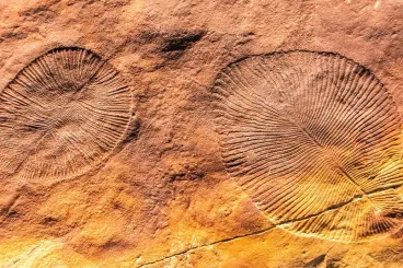Nuevo sitio de fósiles en Marruecos: Una ventana al amanecer de la vida compleja hace 540 millones de años