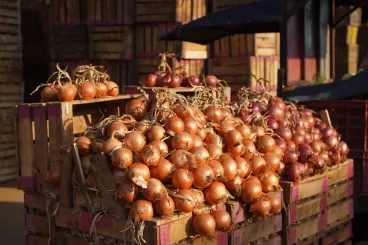 Escasez de cebollas en Marruecos: importaciones récord desde los Países Bajos