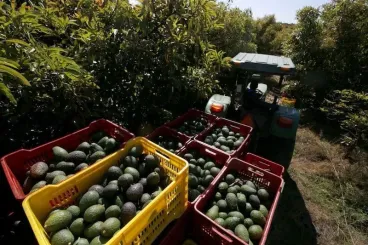 La ola de calor provoca pérdidas significativas en el cultivo de aguacate en Marruecos