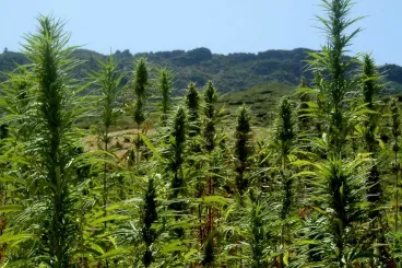 La variedad de cannabis marroquí «Beldiya» es químicamente más estable que las variedades importadas