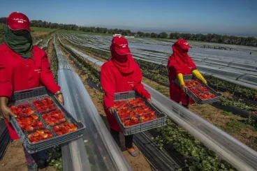 Marruecos representa el 81 % de las contrataciones para la migración circular en España en 2025.