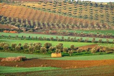 Marruecos: Nacen los primeros mapas de alta resolución de nutrientes del suelo de las tierras agrícolas
