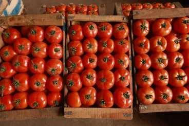 Marruecos supera a España y se convierte en el segundo mayor proveedor de tomates de la Unión Europea