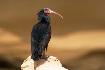 Marruecos: Un programa de conservación logra proteger al ibis eremita