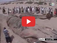 Une baleine échouée sur une plage marocaine