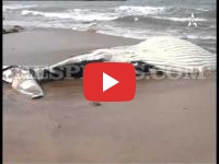 Maroc : Une baleine s’échoue sur une plage de Sidi Rahal