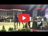 Maroc : La 6ème édition du Salon du cheval ouvre ses portes à El Jadida