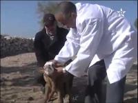 Essaouira : Une vache donne naissance à une velle à six pattes à El-Ghezoua