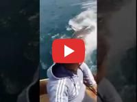 Un requin blanc capturé par un pêcheur au large d'Al Hoceima