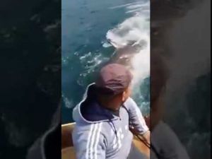 Un requin blanc capturé par un pêcheur au large d'Al Hoceima