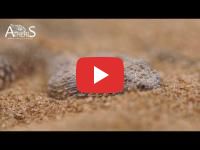 Cerastes Vipera : A viper that lives in the Moroccan Sahara