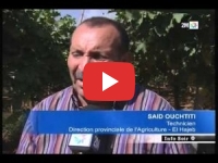 Production viticole au Maroc : Le record à El Hajeb