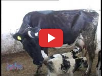Maroc : Une vache met au monde cinq jumelles