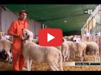 Aïd el Kebir : Le prix du mouton au kilo dans les marchés de proximité à Rabat est de 45 à 55 Dirhams