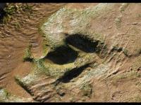 Maroc : Des traces de dinosaures retrouvées près d'Agadir