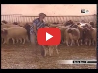 Aïd Al Adha : A El Hajeb le prix moyen du mouton est de 2200 à 2700 Dh